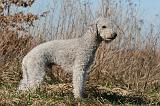 BEDLINGTON TERRIER 150